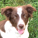 Jessie was adopted in August, 2015